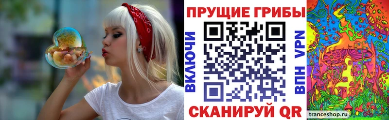 купить цена Кузнецк OMG как войти Галлюциногенные грибы Cubensis